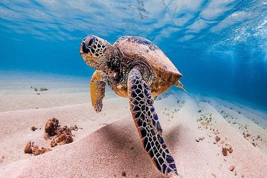 From Waikiki: Oahu Grand Circle Island Experience - Diamond Head and the southeast coast