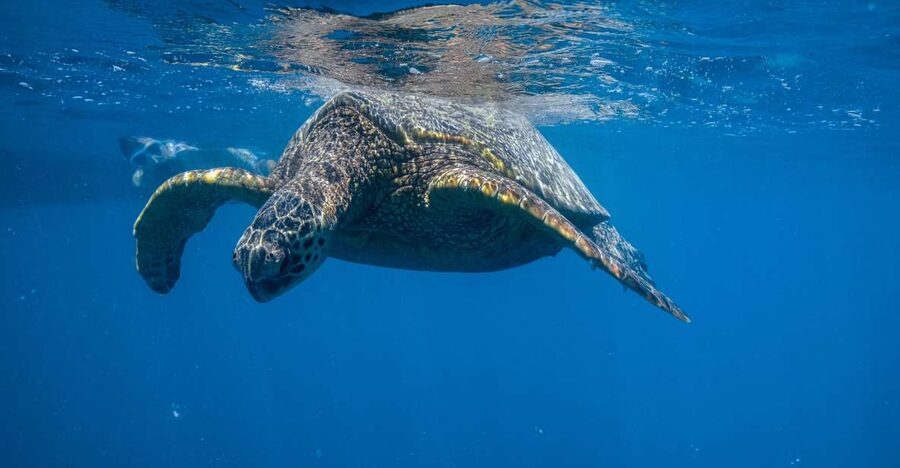 From Waikiki: Turtle Canyon Snorkeling Tour - Key things to know before booking