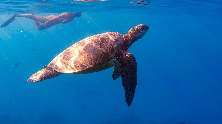 From Waikiki: Turtle Canyon Snorkeling Tour - Why the 19-person limit matters at Turtle Canyon
