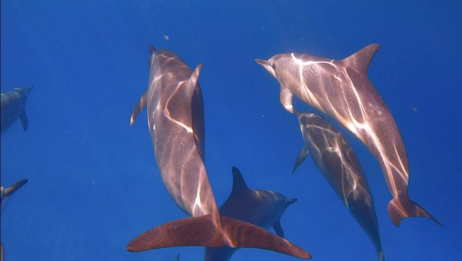 From Waikiki: Turtle Canyon Snorkeling Tour - What happens during the 50-minute snorkel