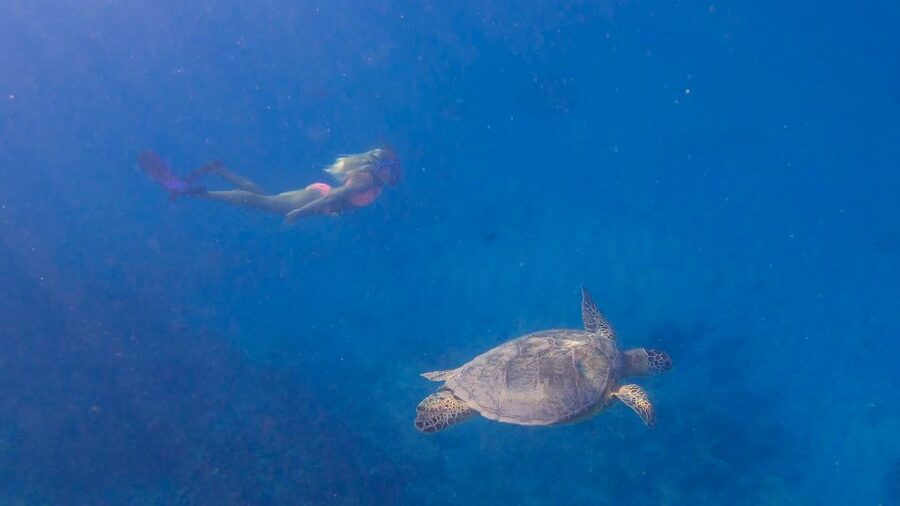 From Waikiki: Turtle Canyon Snorkeling Tour - The turtle encounter and responsible snorkeling