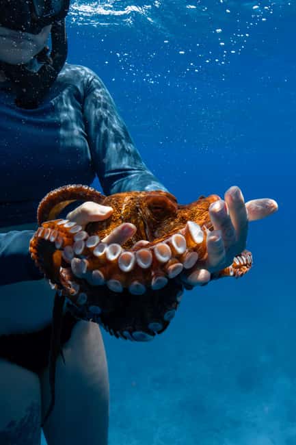 From Waikiki: Turtle Canyon Snorkeling Tour - What the $77 price includes
