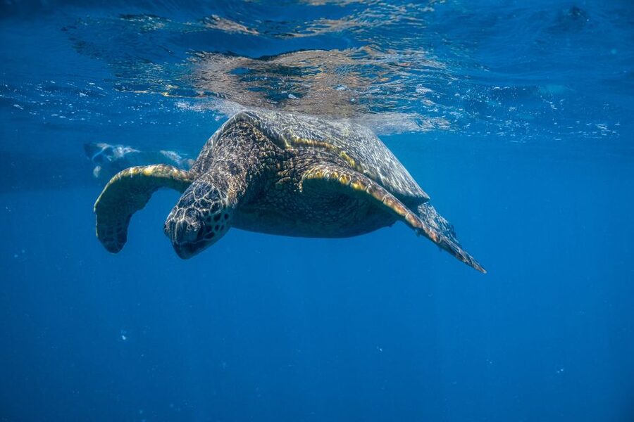 From Waikiki: Turtle Canyon Snorkeling Tour - The boat ride from Waikiki to the reef