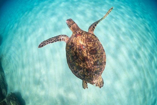 Full Day Oahu Circle Island -Turtle Beach Snorkel at North Shore - Waimanalo and the windward side