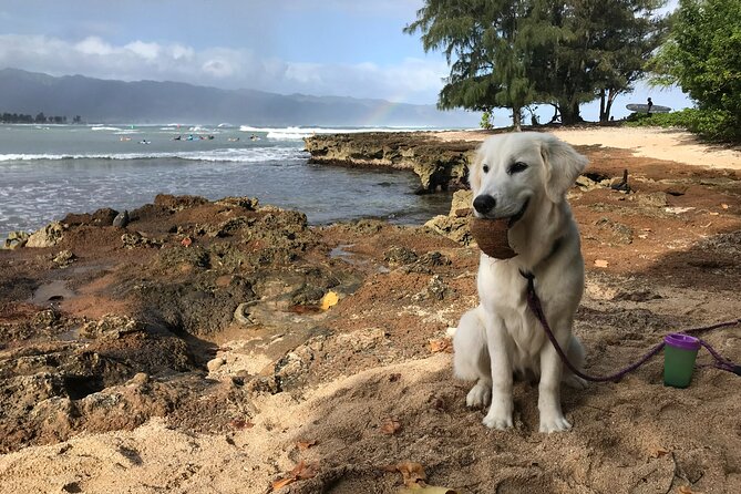 Group Surf Lessons for beginners on the North Shore of Oahu - Entering the water and choosing small waves