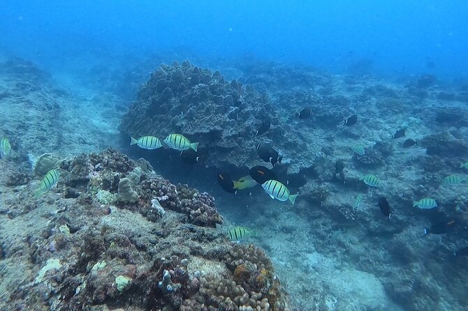 Guided Snorkel Tour for Beginners in Honolulu - Meeting at Ala Moana Boulevard