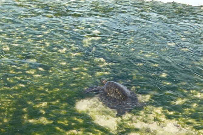 Half Day Deluxe Island Movie Tour: LOST, Jurassic, Pirates - Turtle Bay Beach and a proper North Shore lunch
