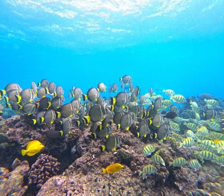 Hanauma Bay Guided Snorkel Tour with guaranteed entrance - Is $104, plus $25, a fair price?