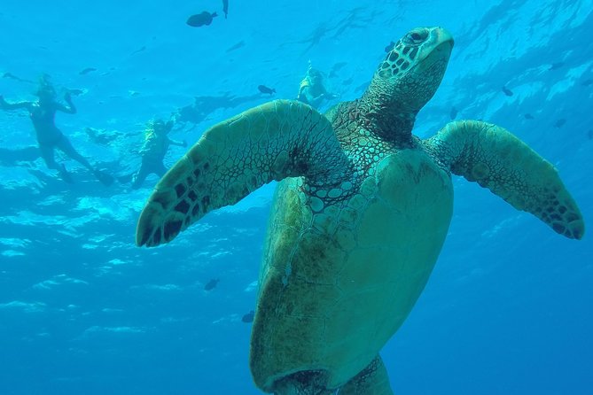 Hanauma Bay Guided Snorkel Tour (with guaranteed entrance time) - Meeting your guide at the Admission and Orientation Center