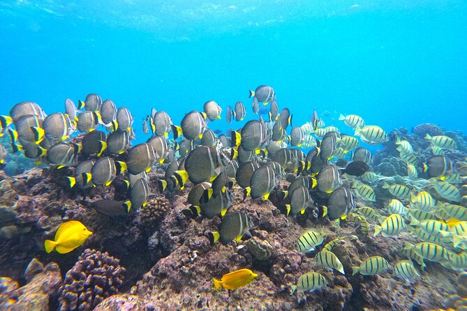 Hanauma Bay Guided Snorkel Tour (with guaranteed entrance time) - Weather, timing, and the best way to plan