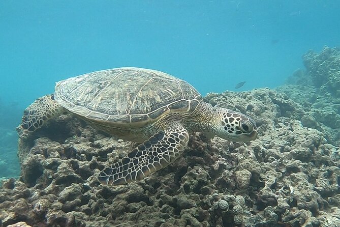 Hanauma Bay Guided Snorkeling Tour with Transportation - Why a guided Hanauma Bay visit can be worth it