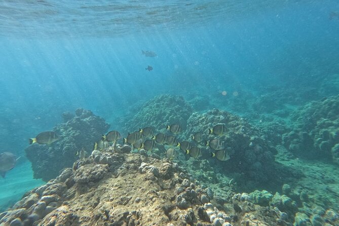 Hanauma Bay Guided Snorkeling Tour with Transportation - One hour among fish, coral, and turtles