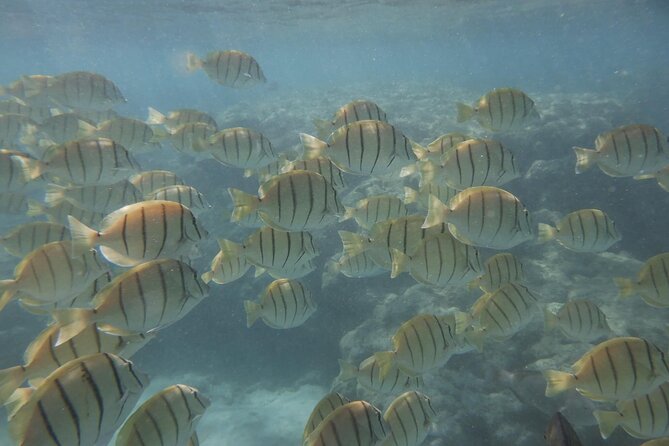 Hanauma Bay Guided Snorkeling Tour with Transportation - Fumio and the other guides