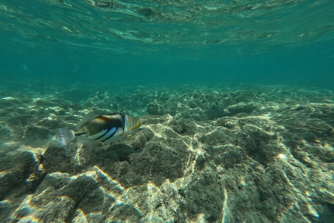 Hanauma Bay Guided Snorkeling Tour with Transportation - What to bring and what costs extra