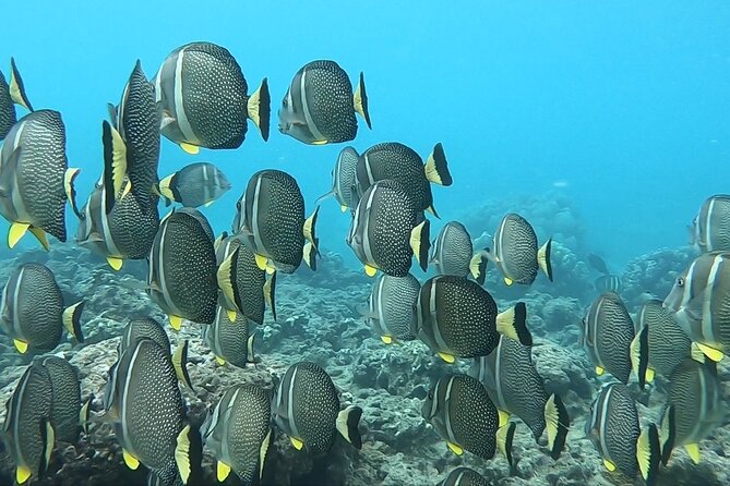 Hanauma Bay Guided Snorkeling Tour with Transportation - Who will get the most from this tour