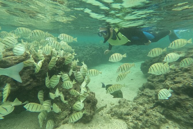 Hanauma Bay Guided Snorkeling Tour with Transportation - The 6:30 AM start beats the crowd