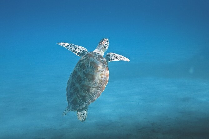 Hanauma Bay Snorkel - Pickup reliability deserves your attention