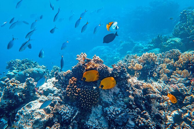 Hanauma Bay Snorkel - Who will enjoy this Hanauma Bay outing?