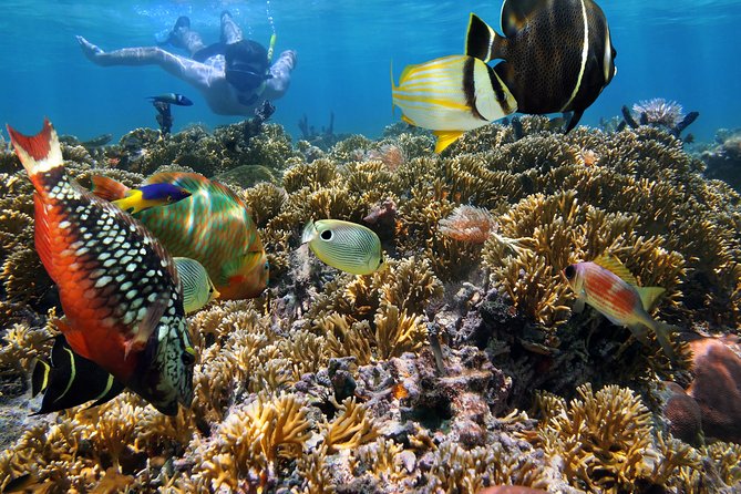 Hanauma Bay Snorkeling - Snorkel gear, rental extras, and comfort