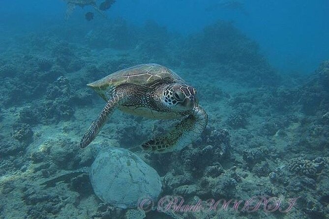 Hawaii DISCOVER Beginner + Certified 2 Tank Shallow Scuba Diving - Two ocean sessions instead of a tourist shortcut