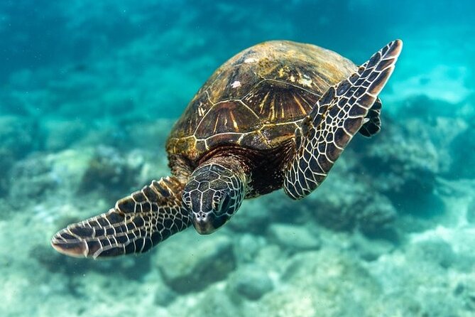 Hawaii DISCOVER Beginner + Certified 2 Tank Shallow Scuba Diving - What the first session feels like underwater