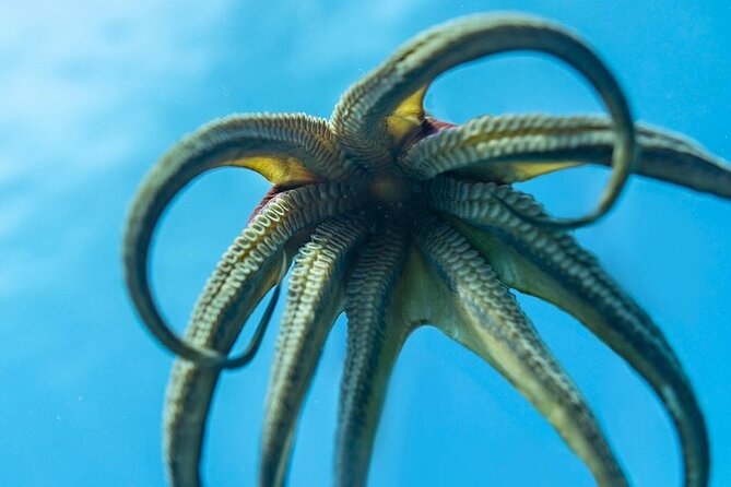 Hawaii DISCOVER Beginner + Certified 2 Tank Shallow Scuba Diving - How safe and comfortable does it feel?