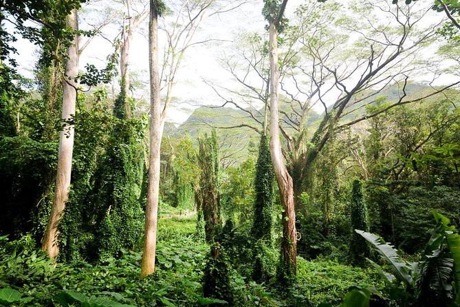Hawaiian Waterfall Hike - Streams, terraces, and a changing waterfall
