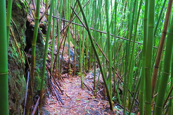 Hawaiian Waterfall Hike - Rain, mud, and what to bring