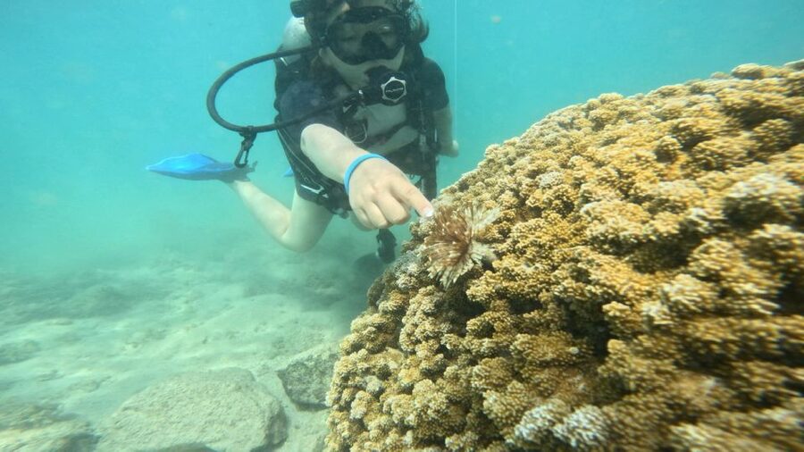 Honolulu: Beginner Scuba Diving Tour With Free Videos - Key points at a glance