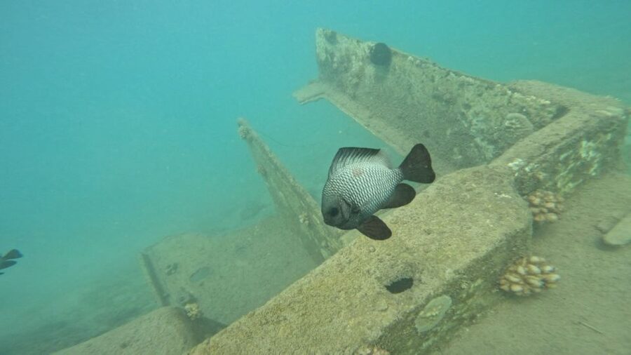Honolulu: Beginner Scuba Diving Tour With Free Videos - Why Magic Island Lagoon works for a first scuba experience