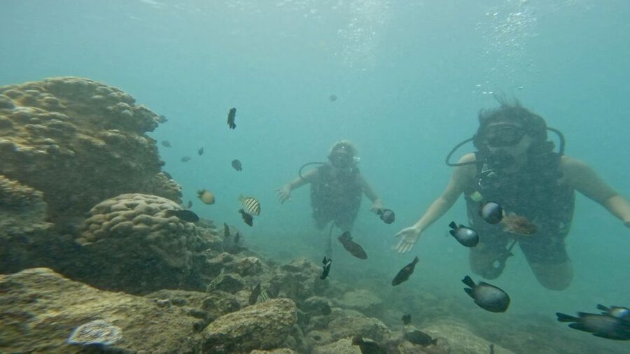 Honolulu: Beginner Scuba Diving Tour With Free Videos - Who should book this experience