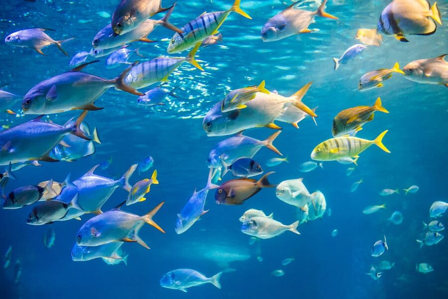 Honolulu: Glass Bottom Boat Tour along Oahu's South Shore - Key points to know before you go