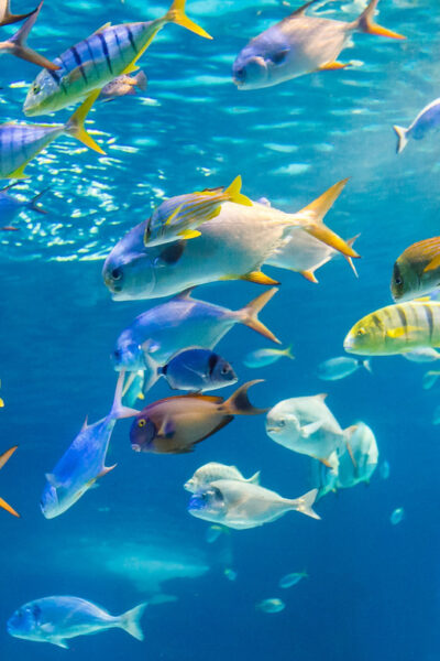 Glass Bottom Boat Tour along Oahu’s South Shore