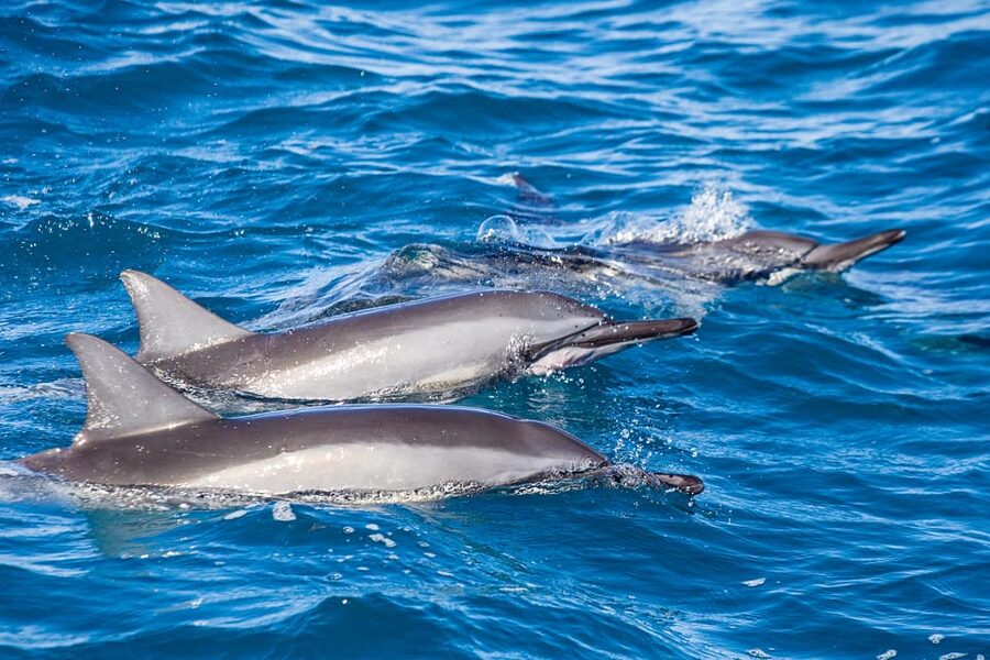 Honolulu: Glass Bottom Boat Tour along Oahu's South Shore - Who should book the Haleiwa Queen?