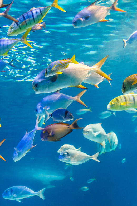 Honolulu: Glass Bottom Boat Tour along Oahu's South Shore - How the glass-bottom viewing really works