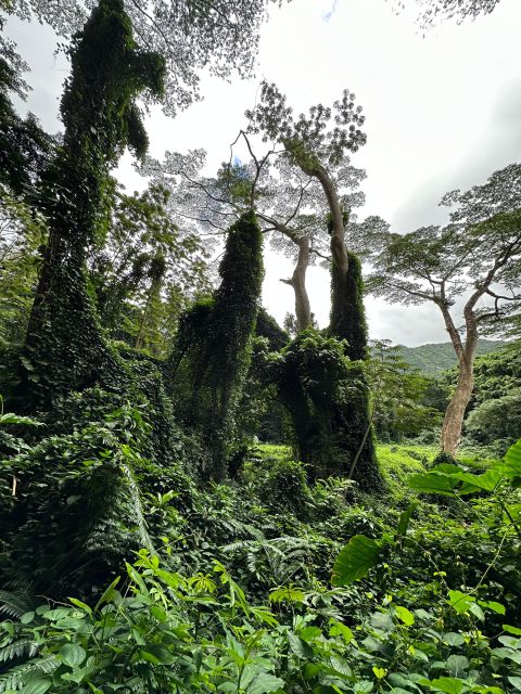 Honolulu: Highlights of Oahu Small Group Tour - Small group claims, minivan comfort, and pace