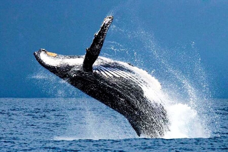 Honolulu, Oahu: Waikiki Whale Watching Cruise - Key points to know before booking
