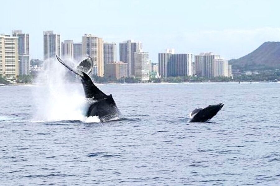 Honolulu, Oahu: Waikiki Whale Watching Cruise - What else you might see from the catamaran