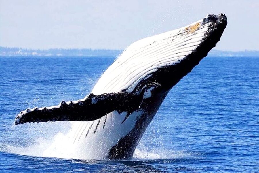 Honolulu, Oahu: Waikiki Whale Watching Cruise - Why the $39 price is attractive