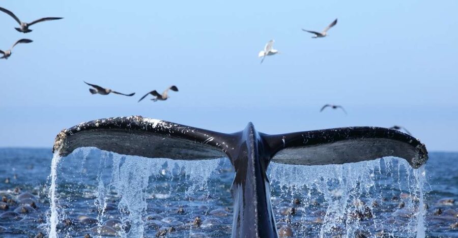Honolulu, Oahu: Waikiki Whale Watching Cruise - Comfort, safety, and family appeal