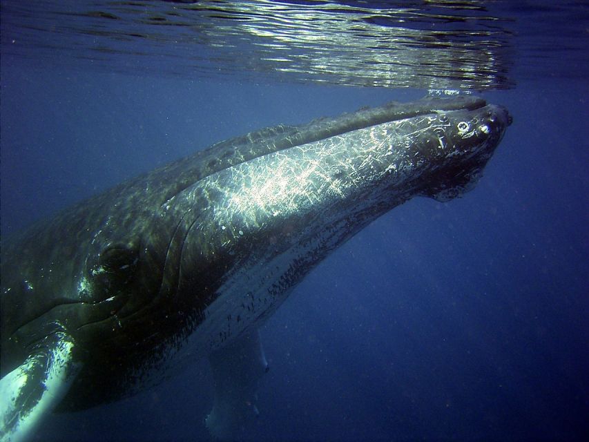 Honolulu, Oahu: Waikiki Whale Watching Cruise - Ninety minutes in the whales’ winter waters