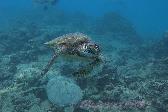 Incredibly Fun Coral Reef Giant Sea Turtles 4hour Boat Scuba Tour - Is $299 a fair price?