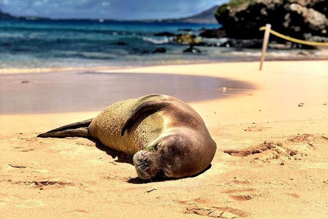 Kailua Bay, Oahu: Epic Kayak and Snorkel to Islands - The kayak walk to Kailua Beach Park