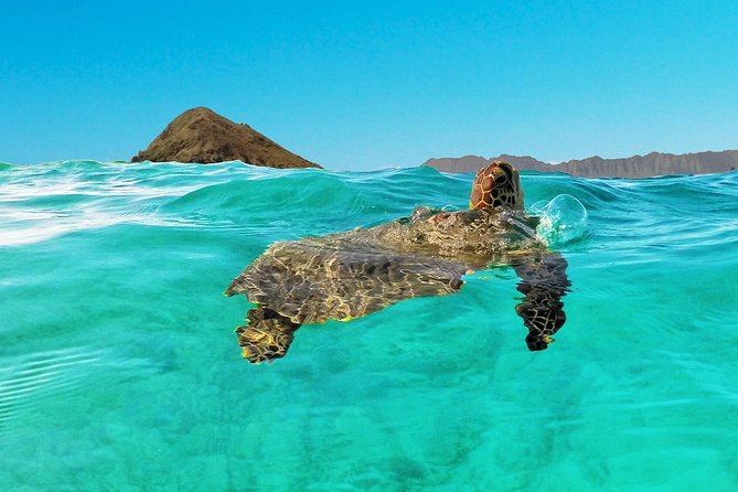 Kailua Bay, Oahu: Epic Kayak and Snorkel to Islands - Popoia Island, the practical choice