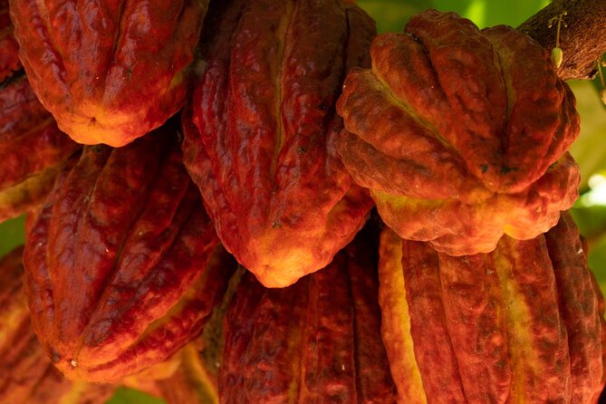 Kamananui Cacao Orchard Tour - Walking through the working cacao orchard