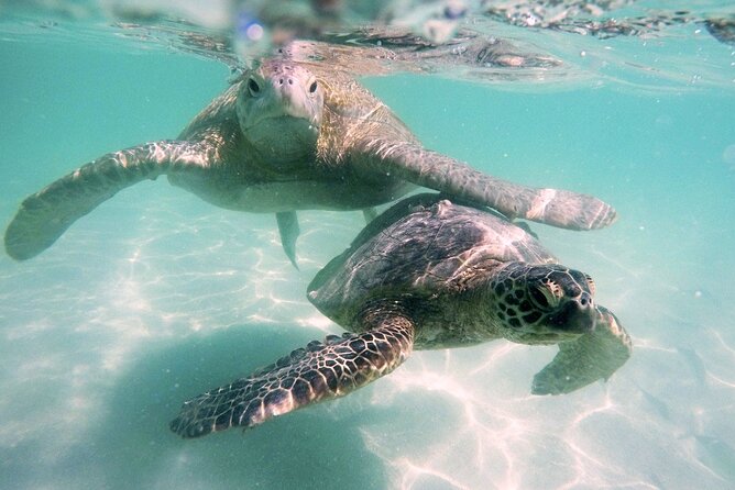 Kaneohe Sandbar Snorkeling Tour - 1st Tour - Is $169 a Fair Price?