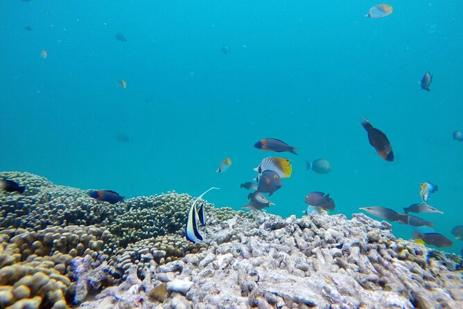 Kaneohe Sandbar Snorkeling Tour - 1st Tour - Practical Details That Make the Morning Easier