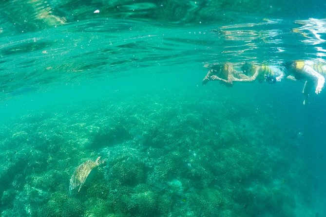 Kaneohe Sandbar Snorkeling Tour - 2nd Tour - Snorkeling For Beginners And Confident Swimmers
