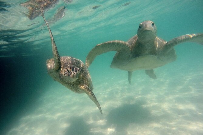 Kaneohe Sandbar Snorkeling Tour - 2nd Tour - Turtles, Fish, And Responsible Wildlife Viewing