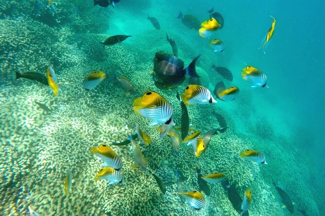 Kaneohe Sandbar Snorkeling Tour - 2nd Tour - Group Size, Comfort, And Family Fit